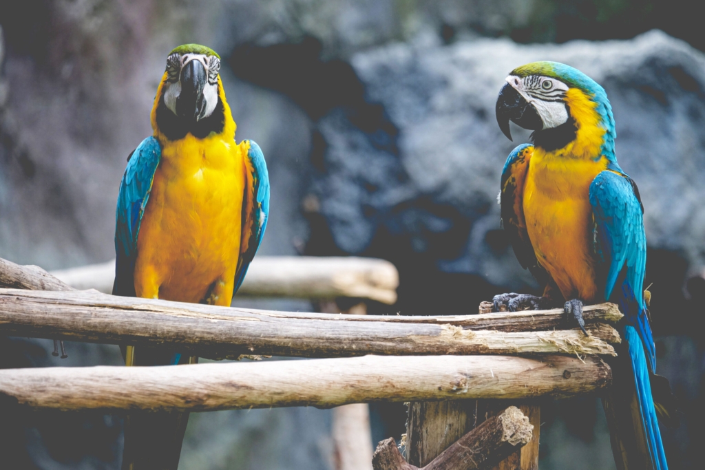 Lovely macaws on the branch